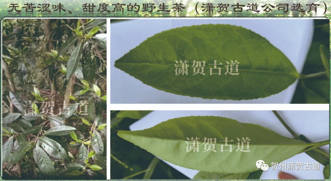 16969069239106.jpg 微信圖片_20231010110127.jpg