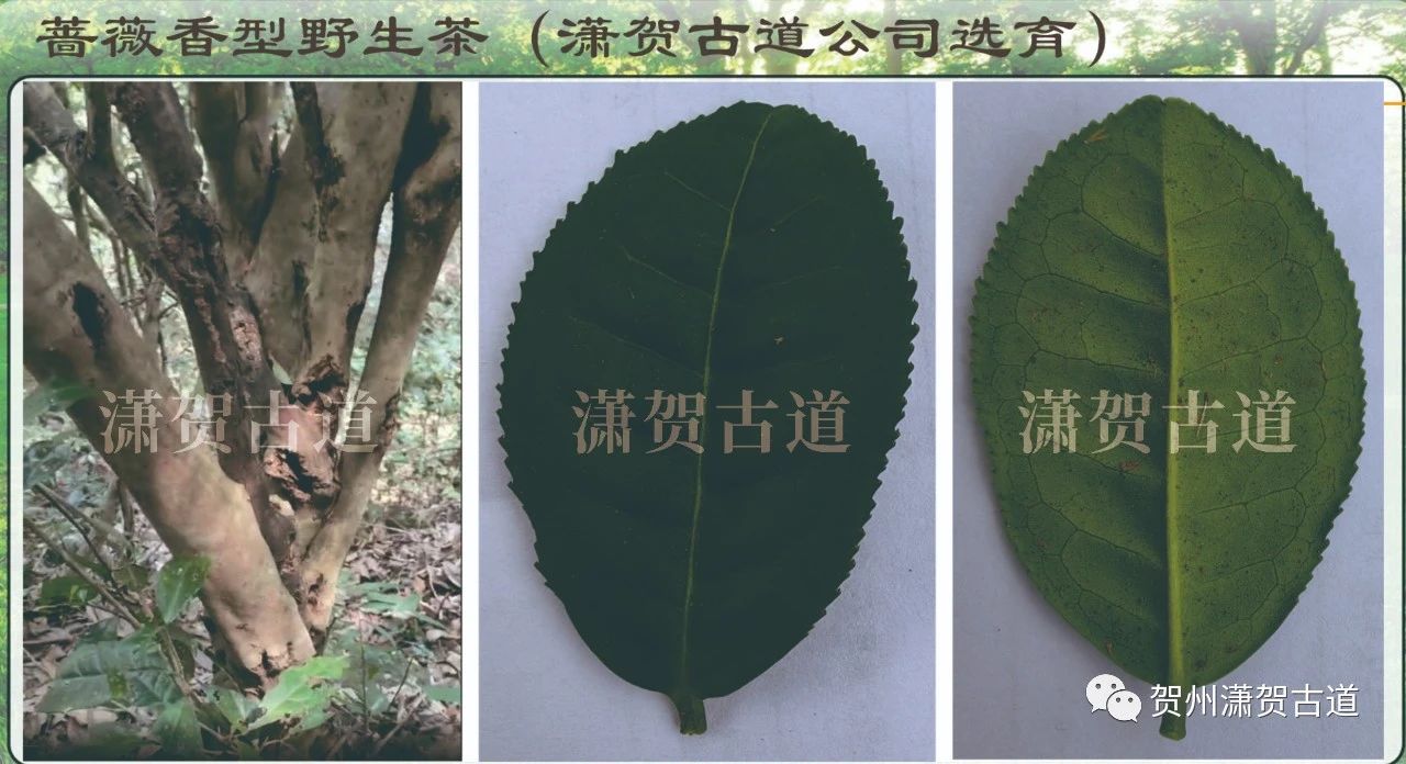 16969069286147.jpg 微信圖片_20231010110130.jpg