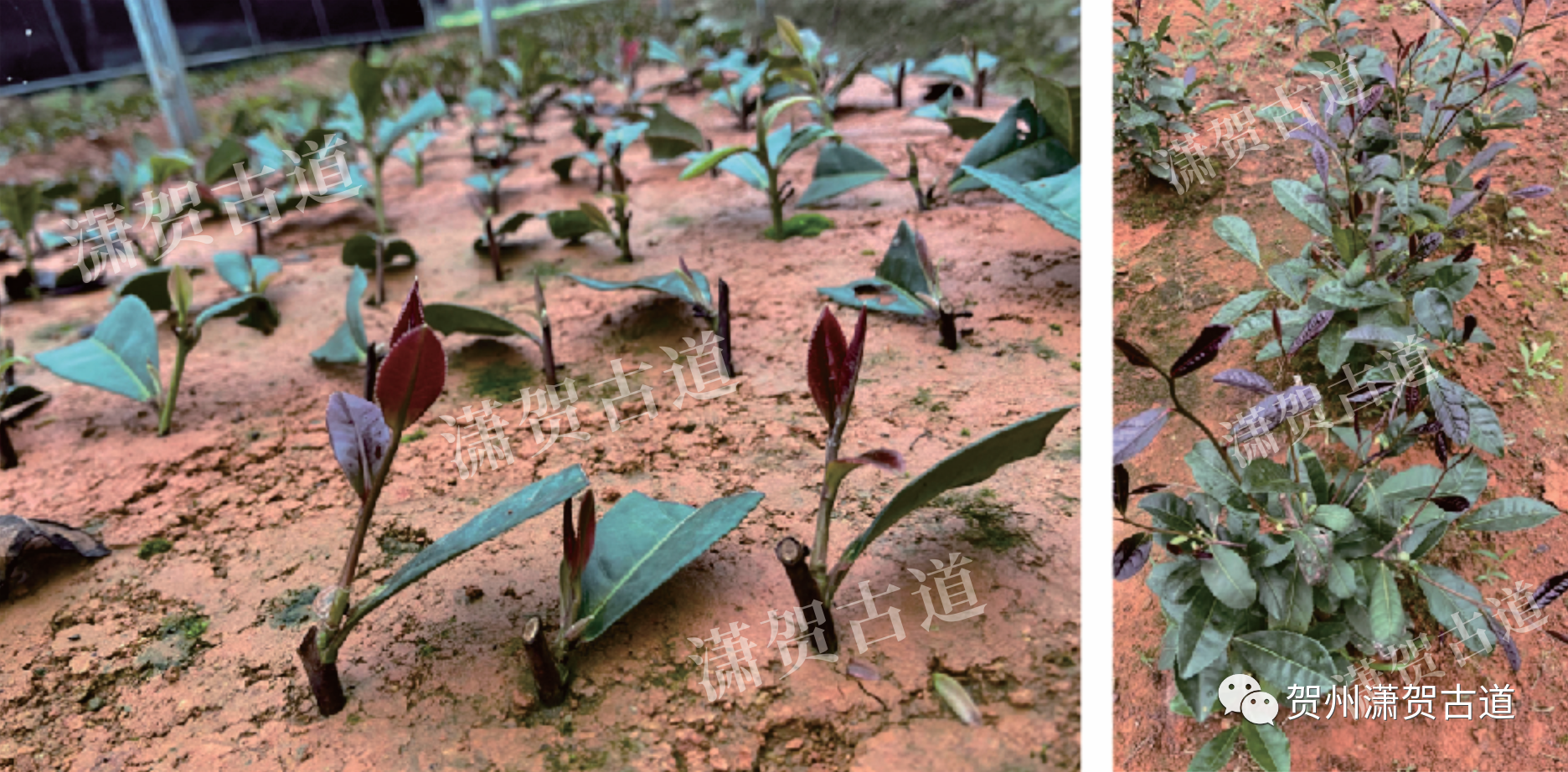 16969077933710.png 微信圖片_20231010110414.png