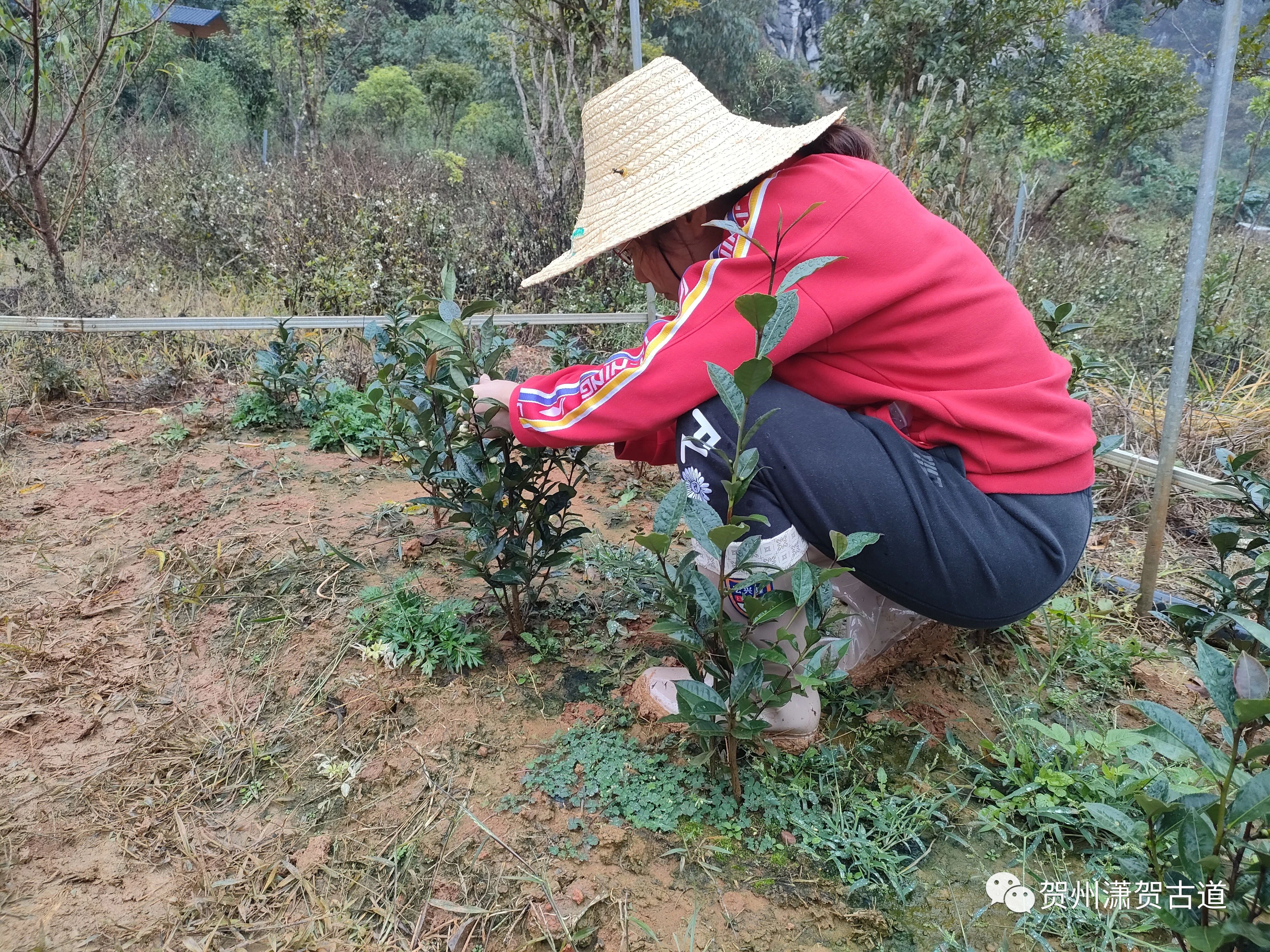 16969078282551.jpg 微信圖片_20231010111656.jpg