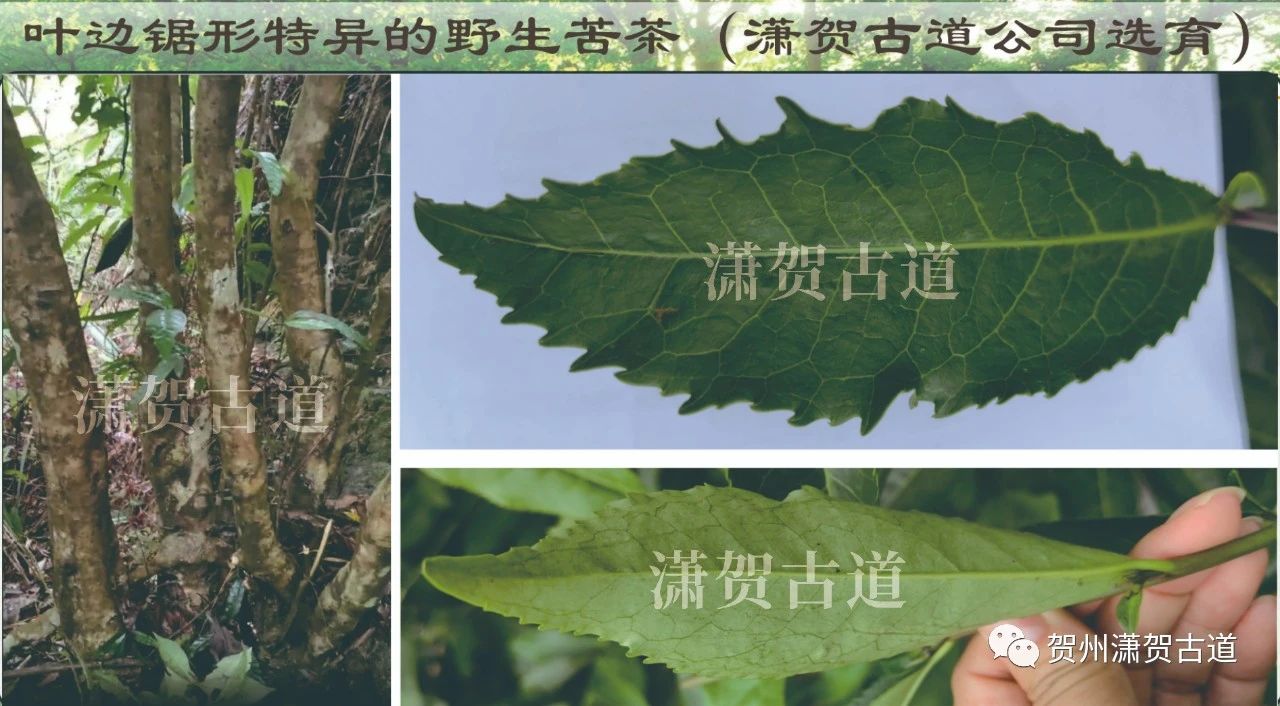 茶葉種質(zhì)資源大科普